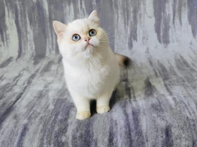 Abby - British Shorthair - Gallery Photo #1