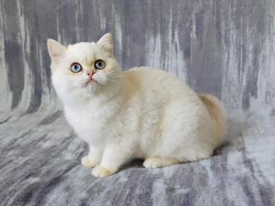 Abby - British Shorthair - Gallery Photo #1