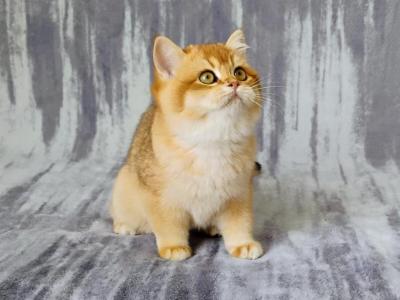 Dana - British Shorthair - Gallery Photo #1