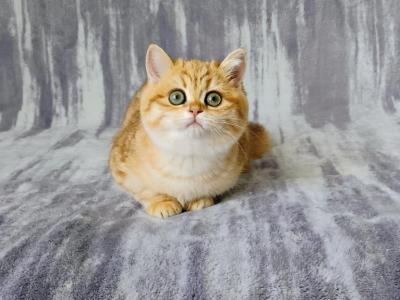 Diana - British Shorthair - Gallery Photo #1