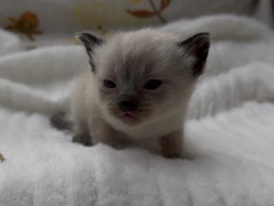 Brown - Ragdoll - Gallery Photo #1