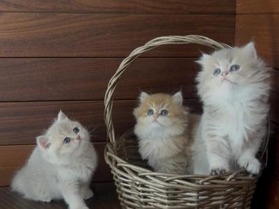 Olli - British Shorthair - Gallery Photo #1