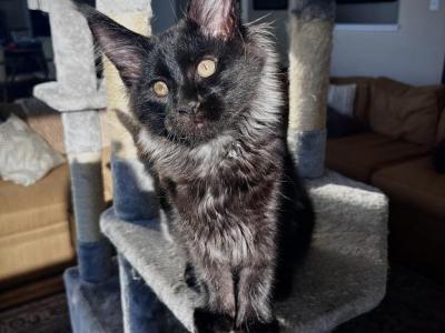 Luck - Maine Coon - Gallery Photo #1