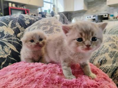 Scottish Folds - Scottish Fold - Gallery Photo #1