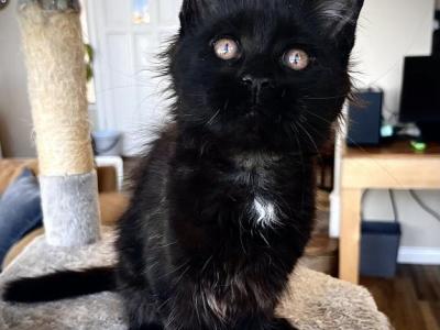 Wish - Maine Coon - Gallery Photo #1