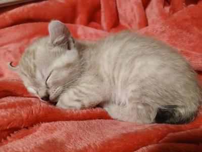 Polydactyl Kittens - Polydactyl - Gallery Photo #1