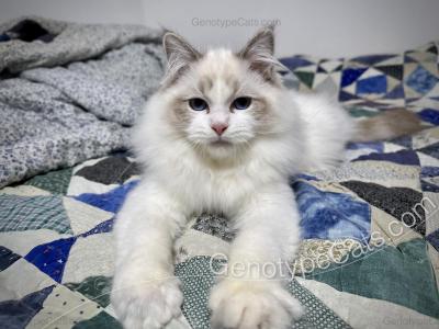 Dean - Ragdoll - Gallery Photo #1