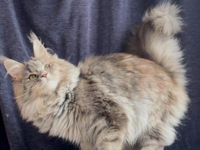 Yasmin - Maine Coon - Gallery Photo #1