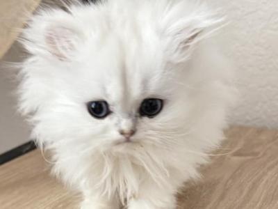 Silvers And Golden - Persian - Gallery Photo #1