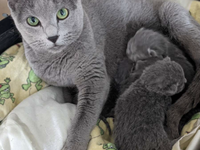 Russian Blue - Russian Blue - Gallery Photo #1