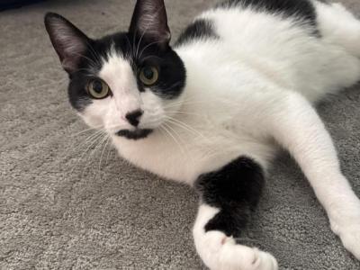 Calcifer - Domestic - Gallery Photo #1