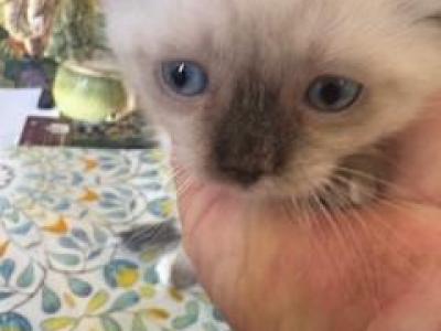 Arnie - Munchkin - Gallery Photo #1