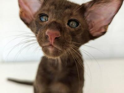 Oriental Shorthair - Oriental - Gallery Photo #1