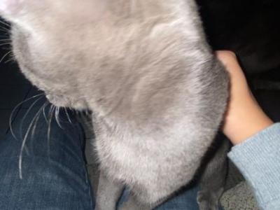 First Born And Second Born And Syd - American Shorthair - Gallery Photo #1