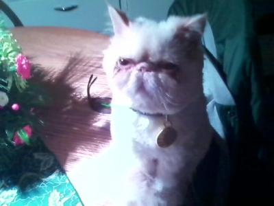 Spunky - Persian - Gallery Photo #1