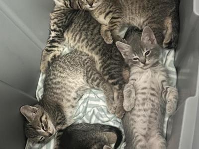 Luna - British Shorthair - Gallery Photo #1