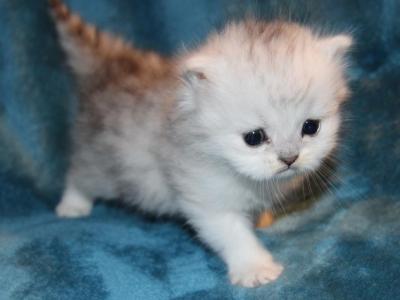 CFA Chinchilla Silver Male Persian Kitten - Persian - Gallery Photo #1