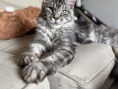 Athena - Maine Coon - Gallery Photo #1