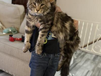 Atticus - Maine Coon - Gallery Photo #1