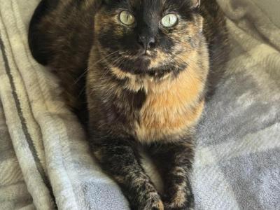 Megan Thee Cat - Domestic - Gallery Photo #1
