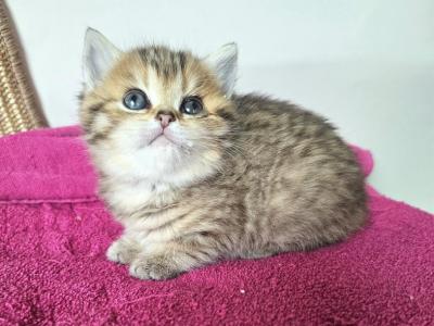 Alice - British Shorthair - Gallery Photo #1