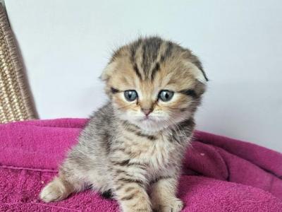 Maple - Scottish Fold - Gallery Photo #1
