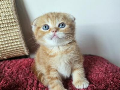 Egg Roll - Scottish Fold - Gallery Photo #1