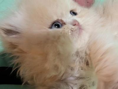 Persiola - Persian - Gallery Photo #1