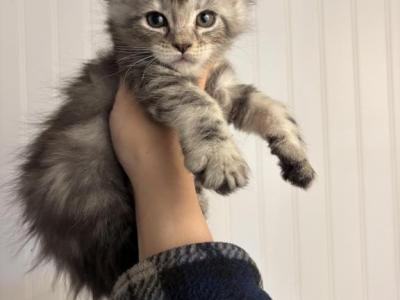 Goldie Male - Maine Coon - Gallery Photo #1