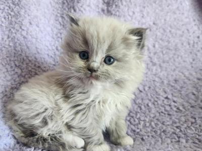 Ragdoll Kittens - Ragdoll - Gallery Photo #1