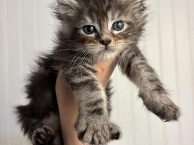 Goldie Male 2 - Maine Coon - Gallery Photo #1