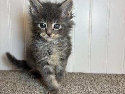 Goldie Male 3 - Maine Coon - Gallery Photo #1