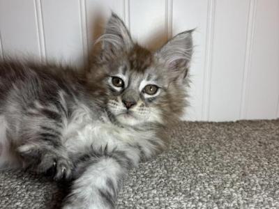 Barney - Maine Coon - Gallery Photo #1