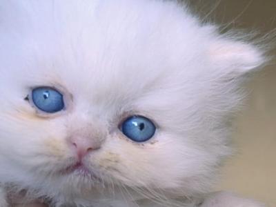Lansle - Persian - Gallery Photo #1