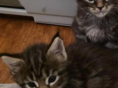Kiss And Jager - Maine Coon - Gallery Photo #1