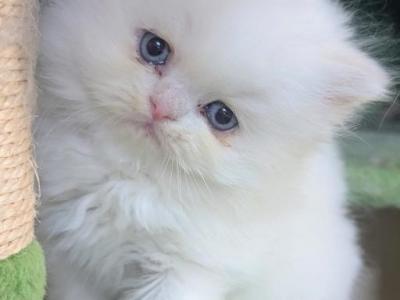 Angie - Persian - Gallery Photo #1
