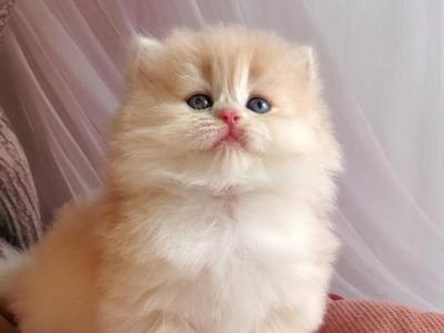 Pearl - British Shorthair - Gallery Photo #1