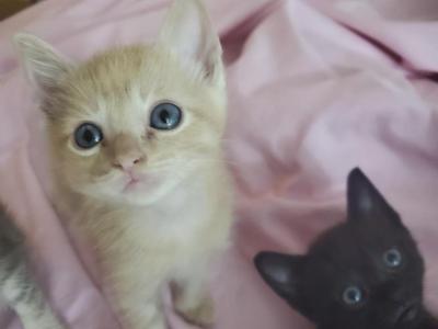 Kitty - Domestic - Gallery Photo #1