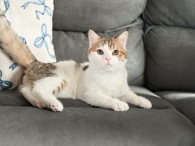 Chocolate Spotted Bicolor British Shorthair Boy - British Shorthair - Gallery Photo #1