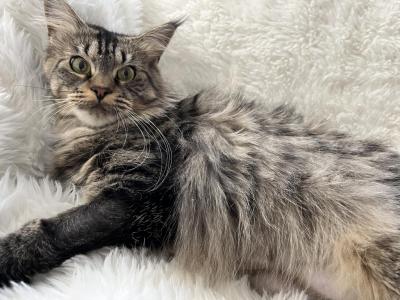 CINO BROWN MAINE COON FEMALE - Maine Coon - Gallery Photo #1