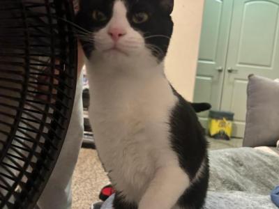 Oreo - Domestic - Gallery Photo #1