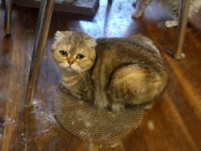 Caramel Half Off Summer Promotion - Scottish Fold - Gallery Photo #1