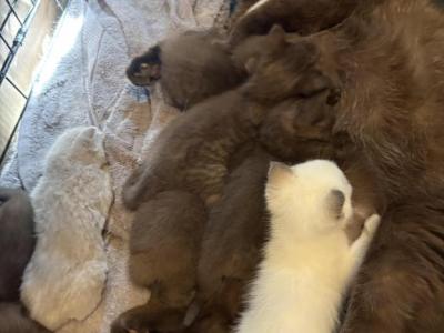 Pussy Willow's - British Shorthair - Gallery Photo #1