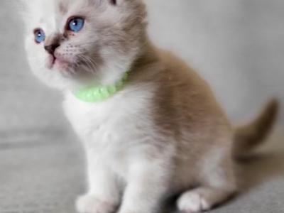 Bendit - Ragdoll - Gallery Photo #1