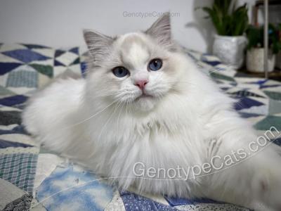 Cadmus - Ragdoll - Gallery Photo #1