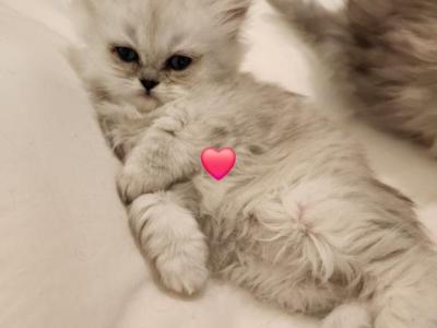 Purebred Silver Chinchilla Persian Kittens - Persian - Gallery Photo #1