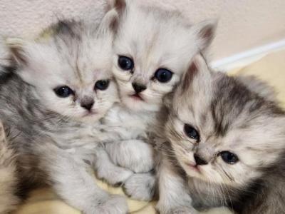 Dollface Petite Persian Kittens - Persian - Gallery Photo #1