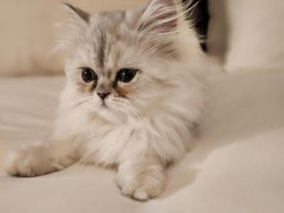 Silver Chinchilla Persian Kittens - Persian - Gallery Photo #1