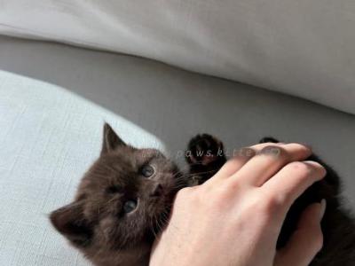 Scottish Straight Kitten - Scottish Straight - Gallery Photo #1