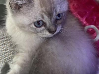 ROCKY - Persian - Gallery Photo #1